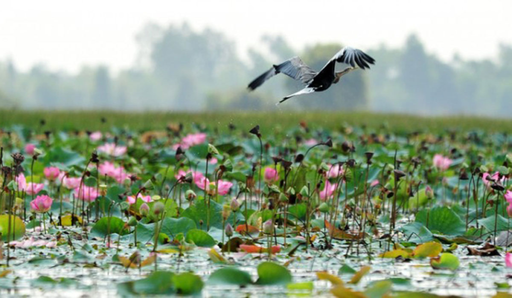 Giới Thiệu Sa Đéc